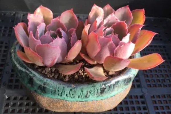 多肉晚霞如何养殖,非常喜欢温暖环境