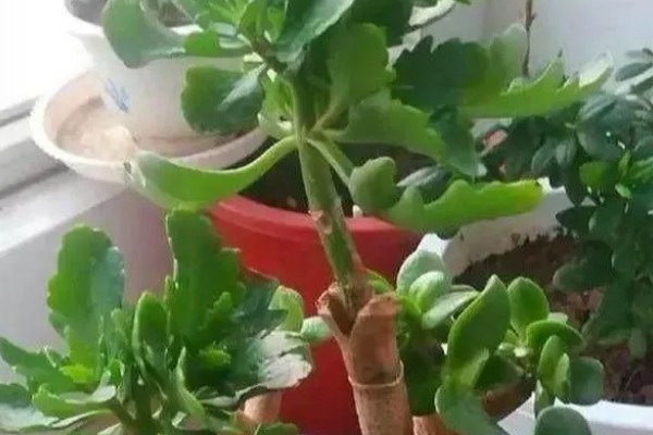 不死鸟嫁接长寿花的方式，在春季2-3月份进行