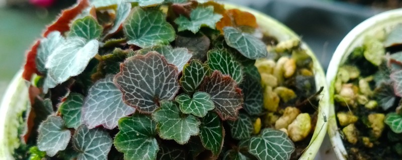 日本姬虎耳草的养殖方法，喜欢在温暖的环境中生长