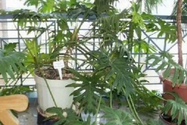 春羽的繁殖方法，以扦插、分株、播种为主