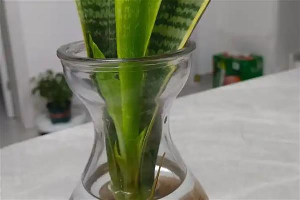 虎皮兰叶片怎么水培，使用透明的玻璃容器养最合适
