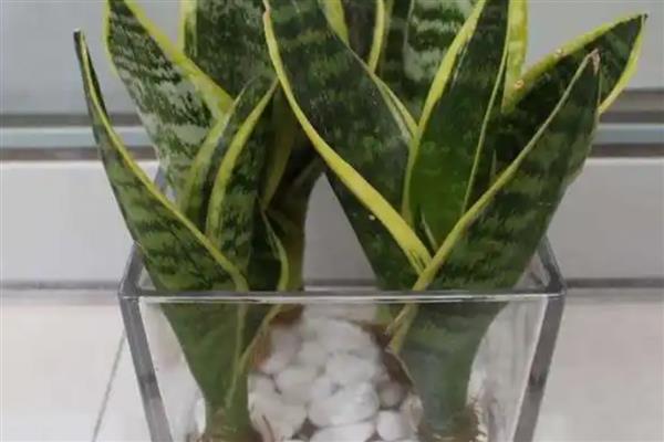 虎皮兰叶片怎么水培，使用透明的玻璃容器养最合适