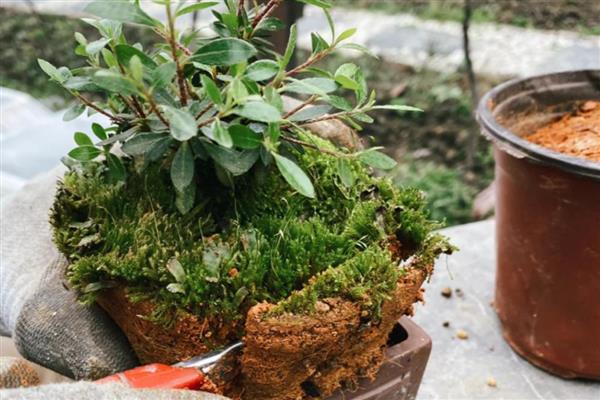 杜鹃花的移栽时间,以10月份至翌年2月份为宜