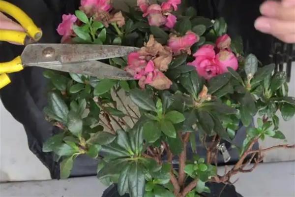 杜鹃花的移栽时间,以10月份至翌年2月份为宜