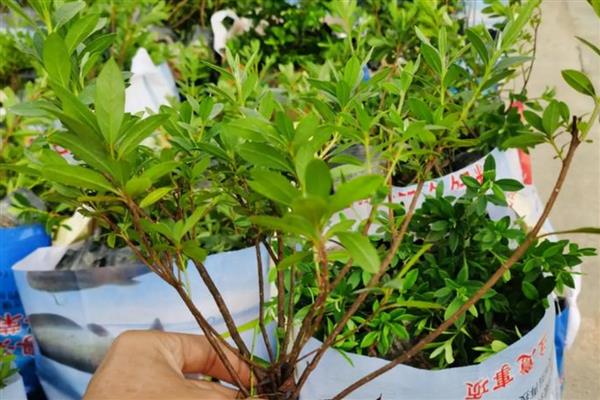 杜鹃花的移栽时间,以10月份至翌年2月份为宜