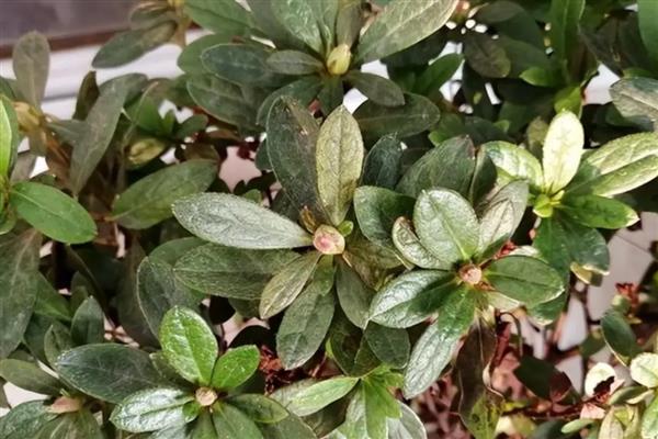 杜鹃花的移栽时间,以10月份至翌年2月份为宜