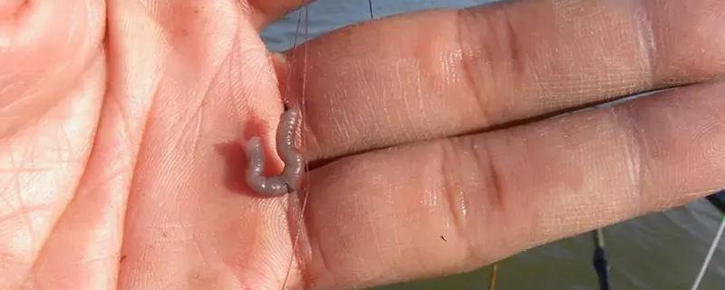 钓鱼适合用猪肝还是蚯蚓，取决于目标鱼的品种