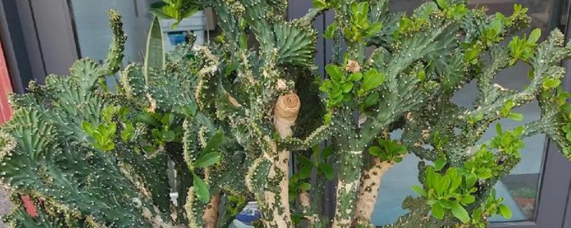 麒麟掌掉叶的原因，缺少光照、浇水不当都是常见因素