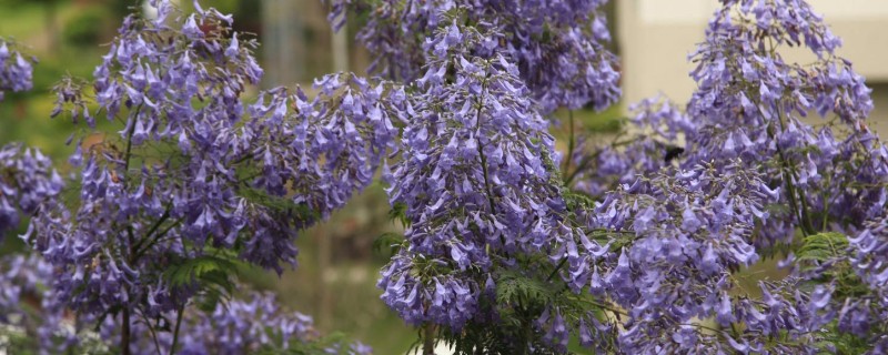 蓝花楹如何移栽，适合在每年3月份的时候移栽