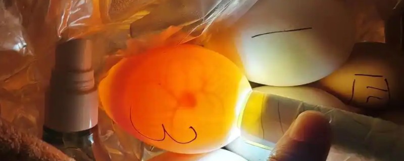 孵化鹅蛋照蛋几天能看见血丝，10天左右就可以