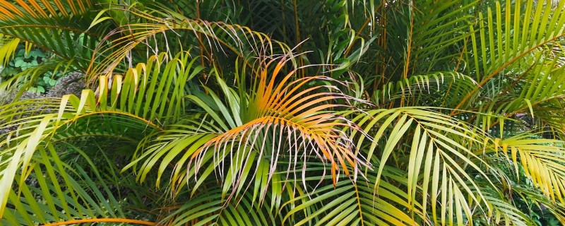 散尾葵叶子发黄的防治方法，生长期间需经常往叶片周围喷水