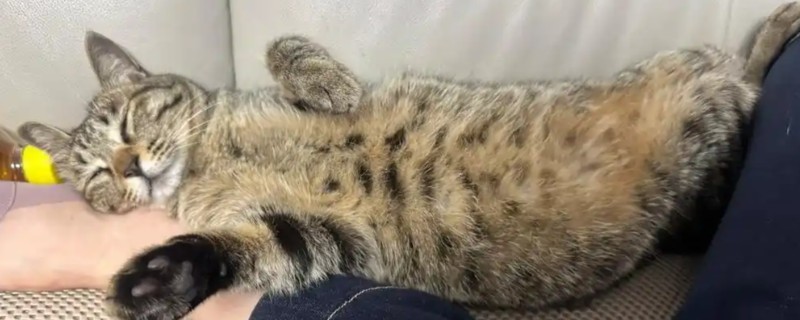 猫不出门也要驱虫吗，在家也要每个月做一次体外驱虫