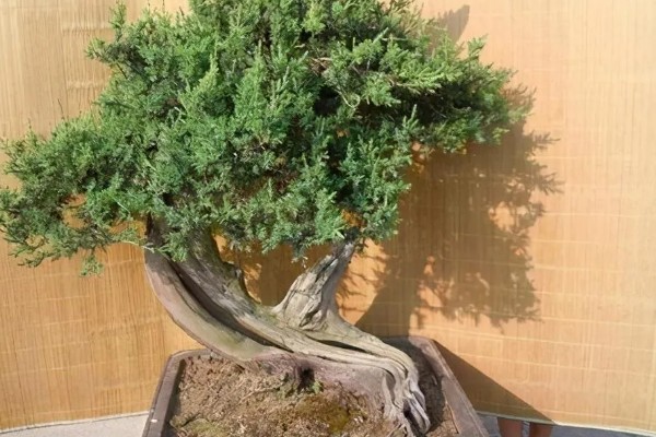 刺柏盆景变黄怎么处理，可更换盆土