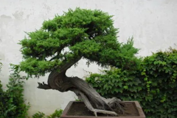 刺柏盆景变黄怎么处理，可更换盆土