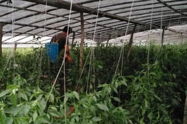 怎么对辣椒使用磷酸二氢钾,生长期亩用50克磷酸二氢钾兑水喷雾
