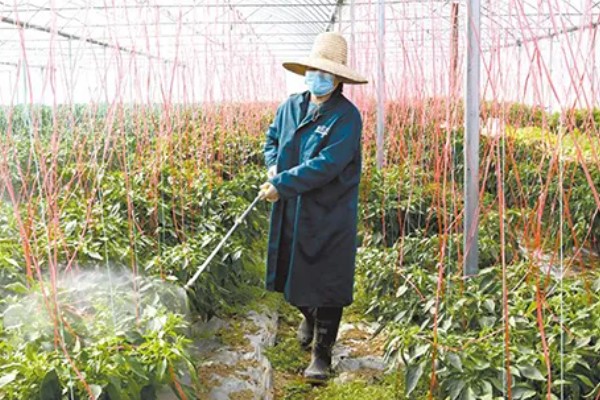 怎么对辣椒使用磷酸二氢钾,生长期亩用50克磷酸二氢钾兑水喷雾