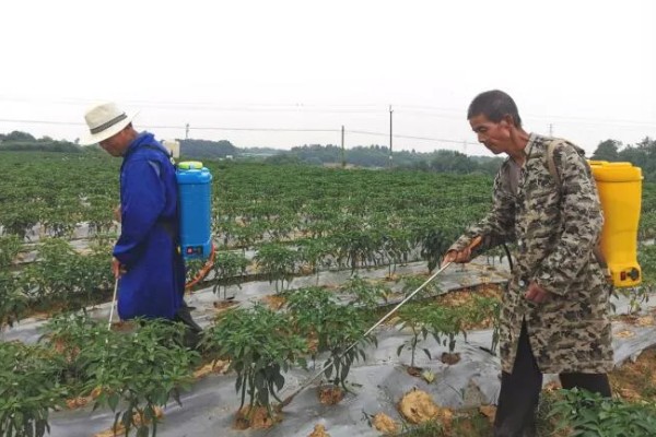 怎么对辣椒使用磷酸二氢钾,生长期亩用50克磷酸二氢钾兑水喷雾