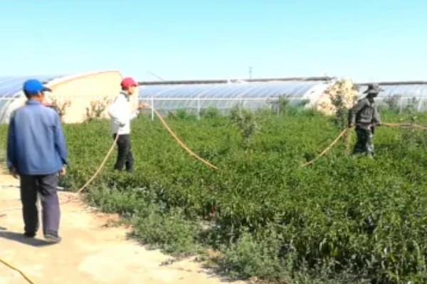 怎么对辣椒使用磷酸二氢钾,生长期亩用50克磷酸二氢钾兑水喷雾