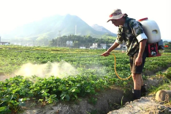 怎么对辣椒使用磷酸二氢钾,生长期亩用50克磷酸二氢钾兑水喷雾