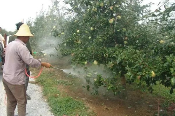 怎么对辣椒使用磷酸二氢钾,生长期亩用50克磷酸二氢钾兑水喷雾