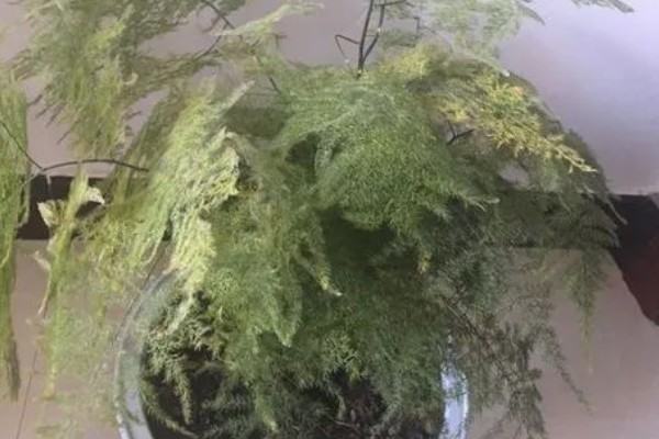 文竹如何修剪，幼苗期进行打顶摘心
