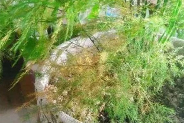 文竹如何修剪，幼苗期进行打顶摘心