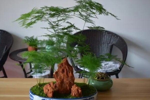 文竹如何修剪，幼苗期进行打顶摘心