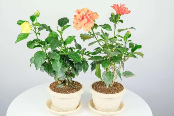 盆栽朱瑾花如何养殖,选择偏酸性的营养土