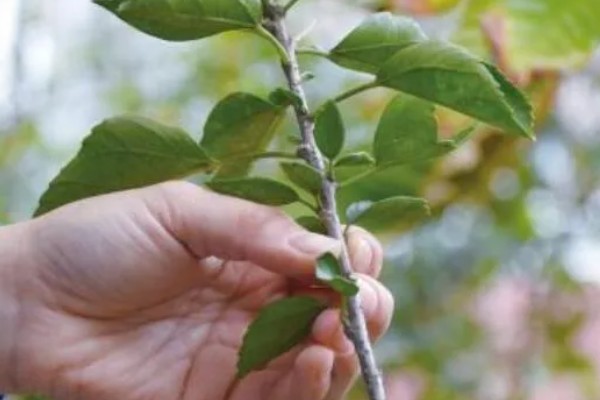 盆栽朱瑾花如何养殖,选择偏酸性的营养土