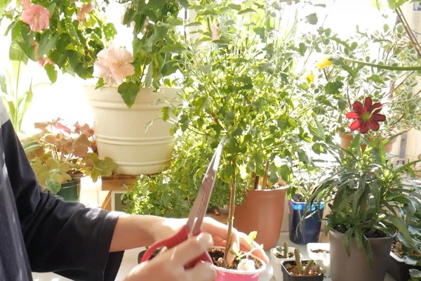 盆栽朱瑾花如何养殖,选择偏酸性的营养土