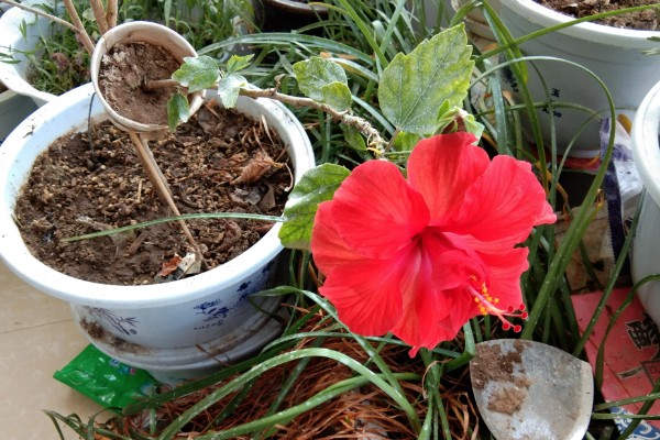 盆栽朱瑾花如何养殖,选择偏酸性的营养土