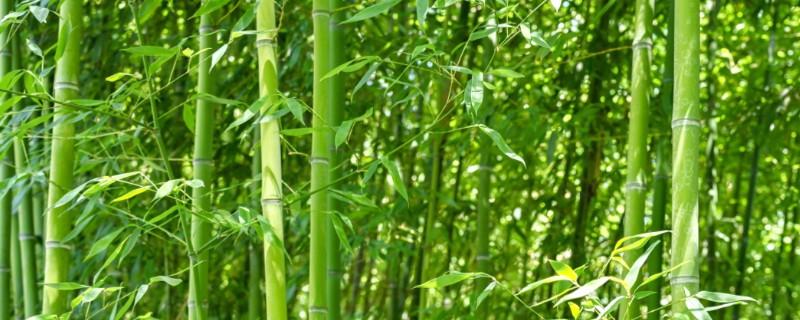 梅妃竹与湘妃竹的区别，花纹和产地均不同