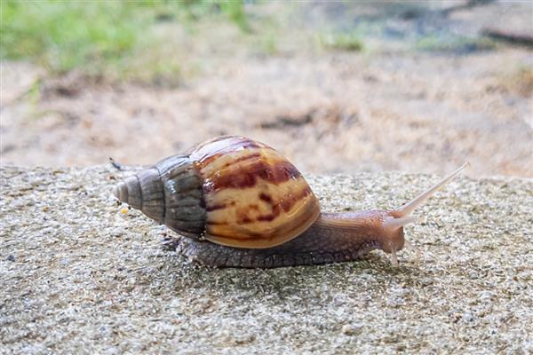蜗牛的生活环境,喜欢在阴暗潮湿、有很多腐殖质的地方生存
