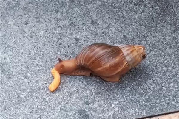 蜗牛的生活环境,喜欢在阴暗潮湿、有很多腐殖质的地方生存