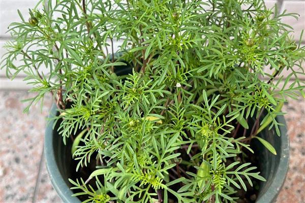 怎么盆栽波斯菊,波斯菊喜光,喜湿润环境