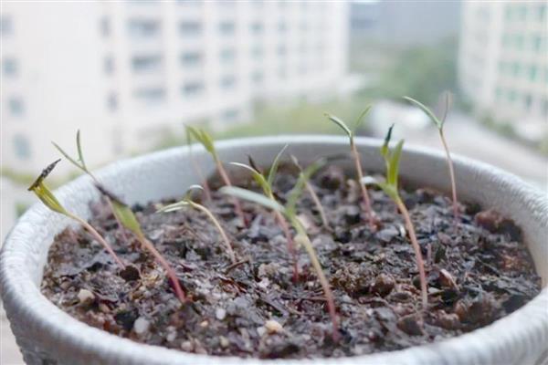 怎么盆栽波斯菊,波斯菊喜光,喜湿润环境