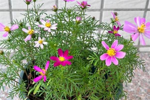 怎么盆栽波斯菊,波斯菊喜光,喜湿润环境