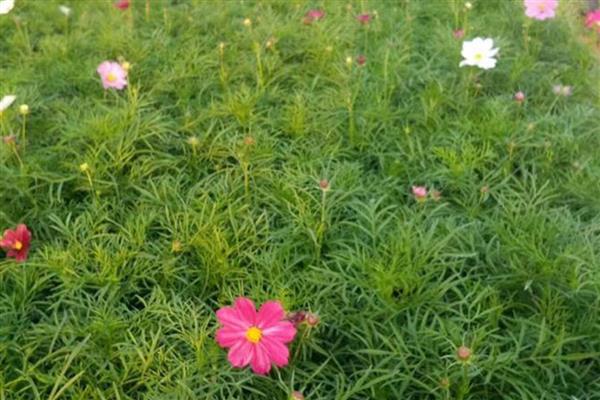 怎么盆栽波斯菊,波斯菊喜光,喜湿润环境