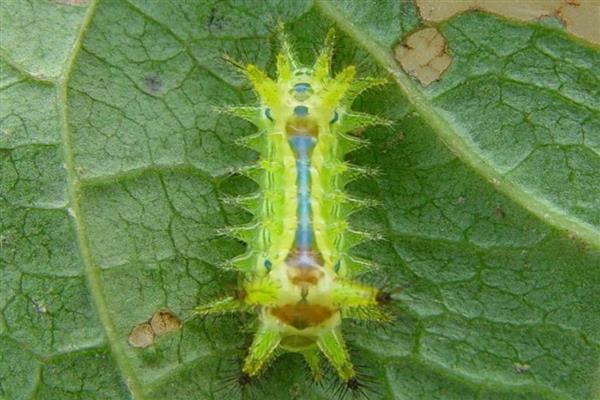 蔷薇花的虫害及防治方法,常见的有金龟子、刺蛾等