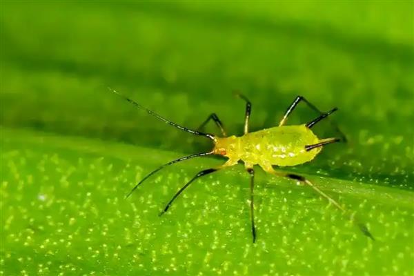 蔷薇花的虫害及防治方法,常见的有金龟子、刺蛾等