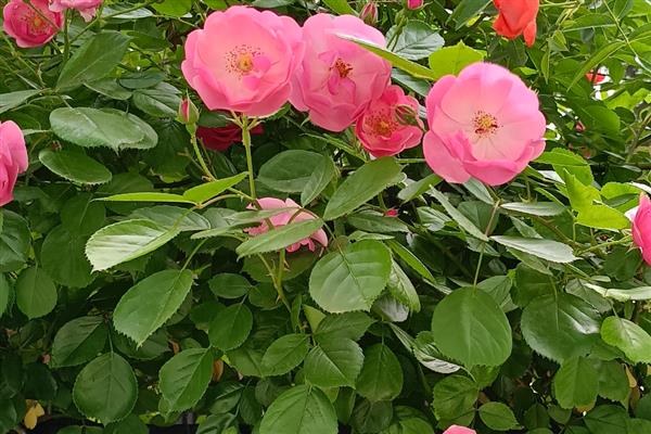 蔷薇花的虫害及防治方法,常见的有金龟子、刺蛾等
