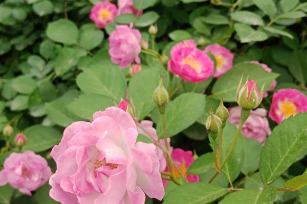蔷薇花的虫害及防治方法,常见的有金龟子、刺蛾等