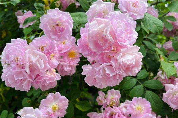 蔷薇花的虫害及防治方法,常见的有金龟子、刺蛾等
