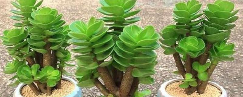 金钱木冬季叶片发黑掉落怎么办，喷施多菌灵和波尔多液可灭杀病菌