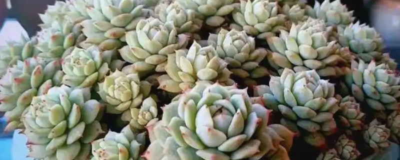 静夜怎么养殖，冬季放在室内向阳处