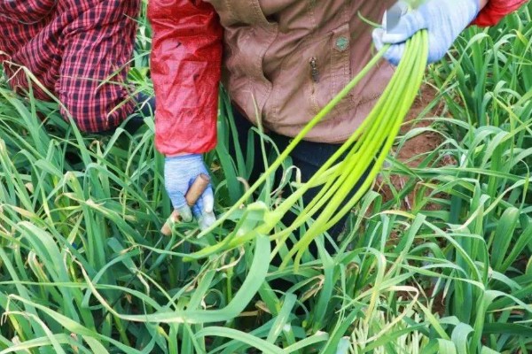 蒜苗的种植方法，播种时间为4月份下旬至5月份初