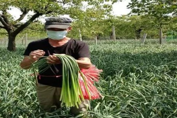 蒜苗的种植方法，播种时间为4月份下旬至5月份初