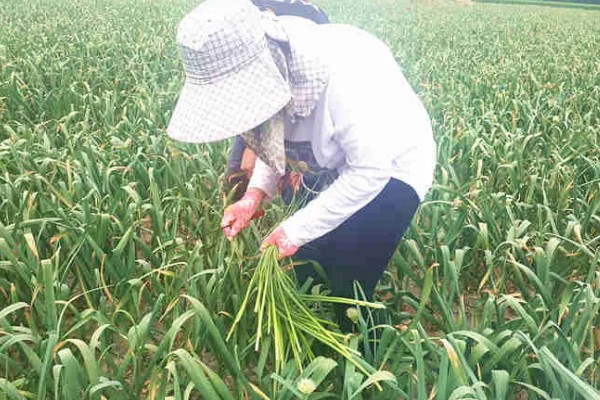 蒜苗的种植方法，播种时间为4月份下旬至5月份初