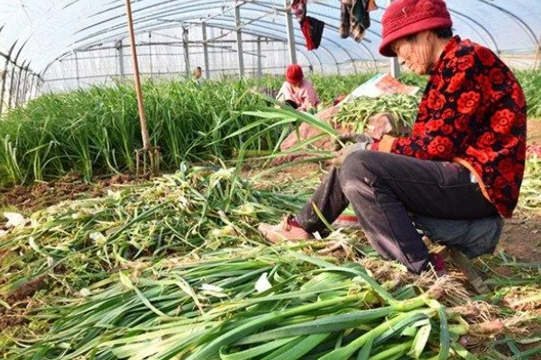蒜苗的种植方法，播种时间为4月份下旬至5月份初