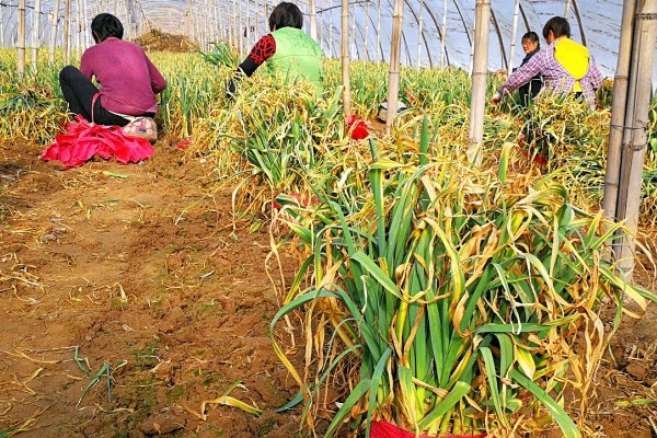 蒜苗的种植方法，播种时间为4月份下旬至5月份初